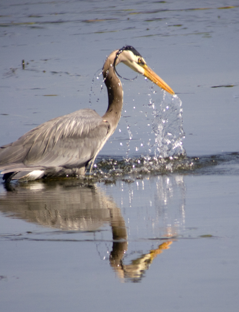 Great Blue Heron