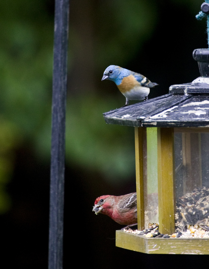 Bluebird