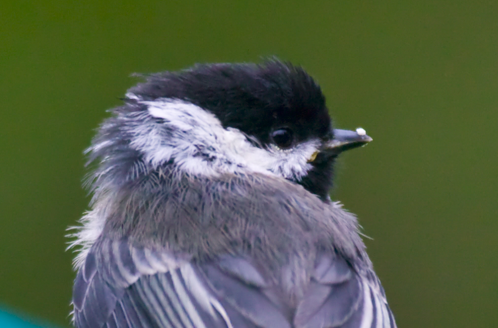 Black-capped Chickadee Chick
