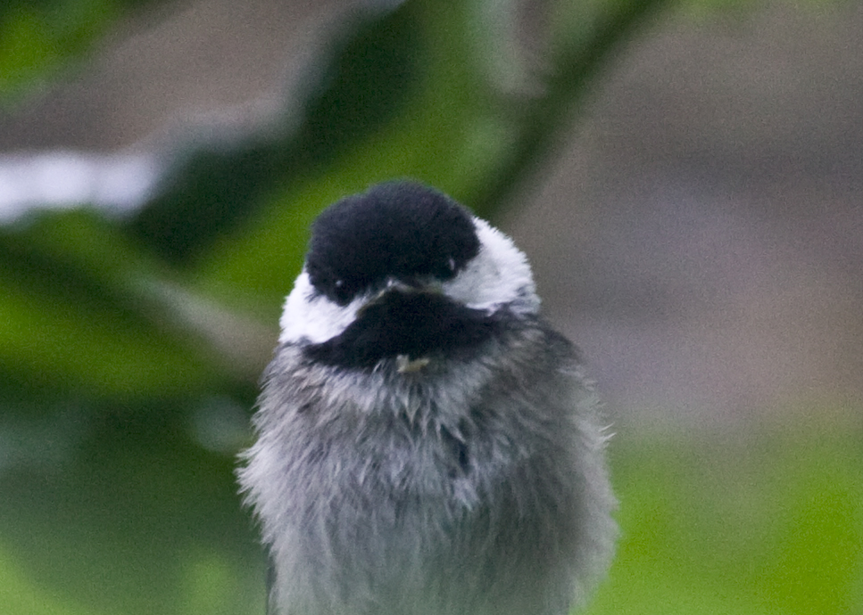 Black-capped Chickadee Chick