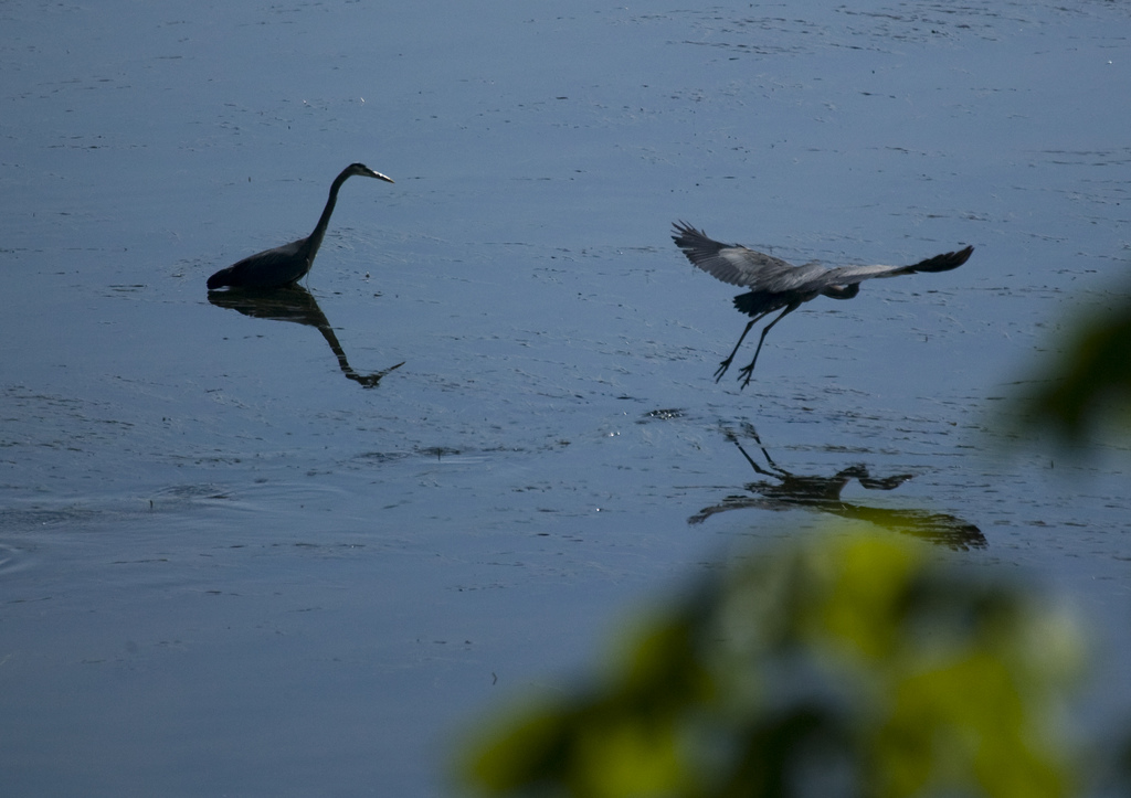 Heron 7-7