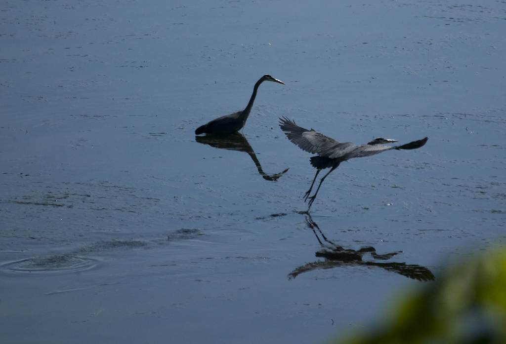 Heron 6-7