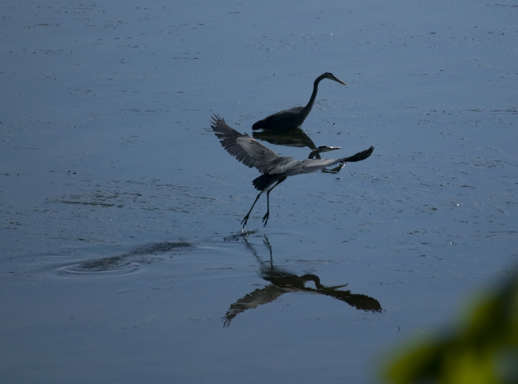Heron 5-7