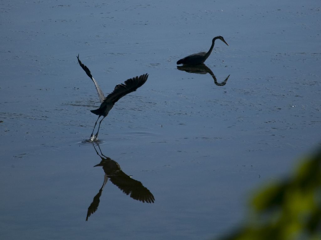 Heron 3-7