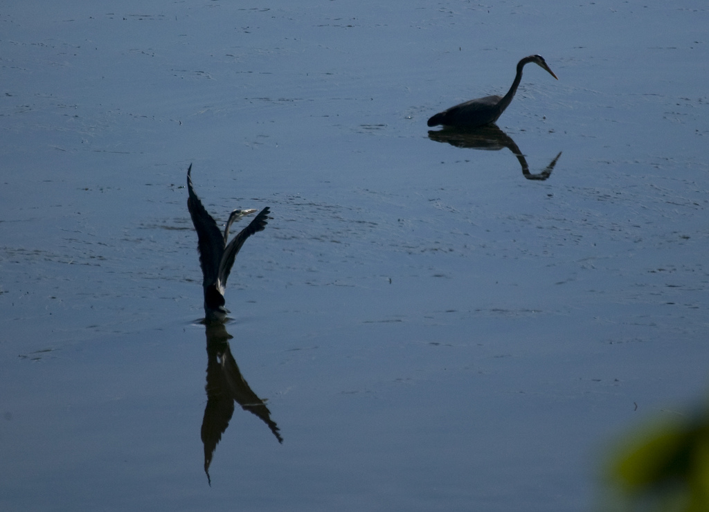 Heron 2-7