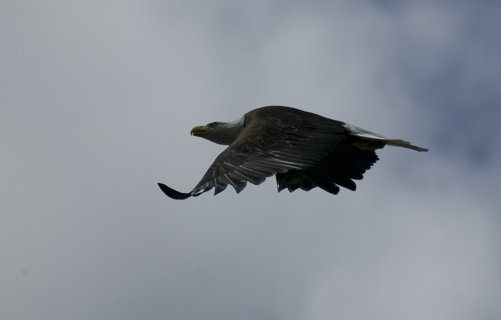 Bald Eagle in Flight