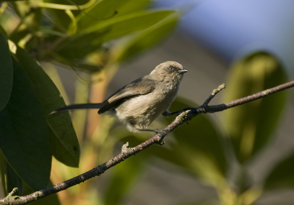 Bushtit