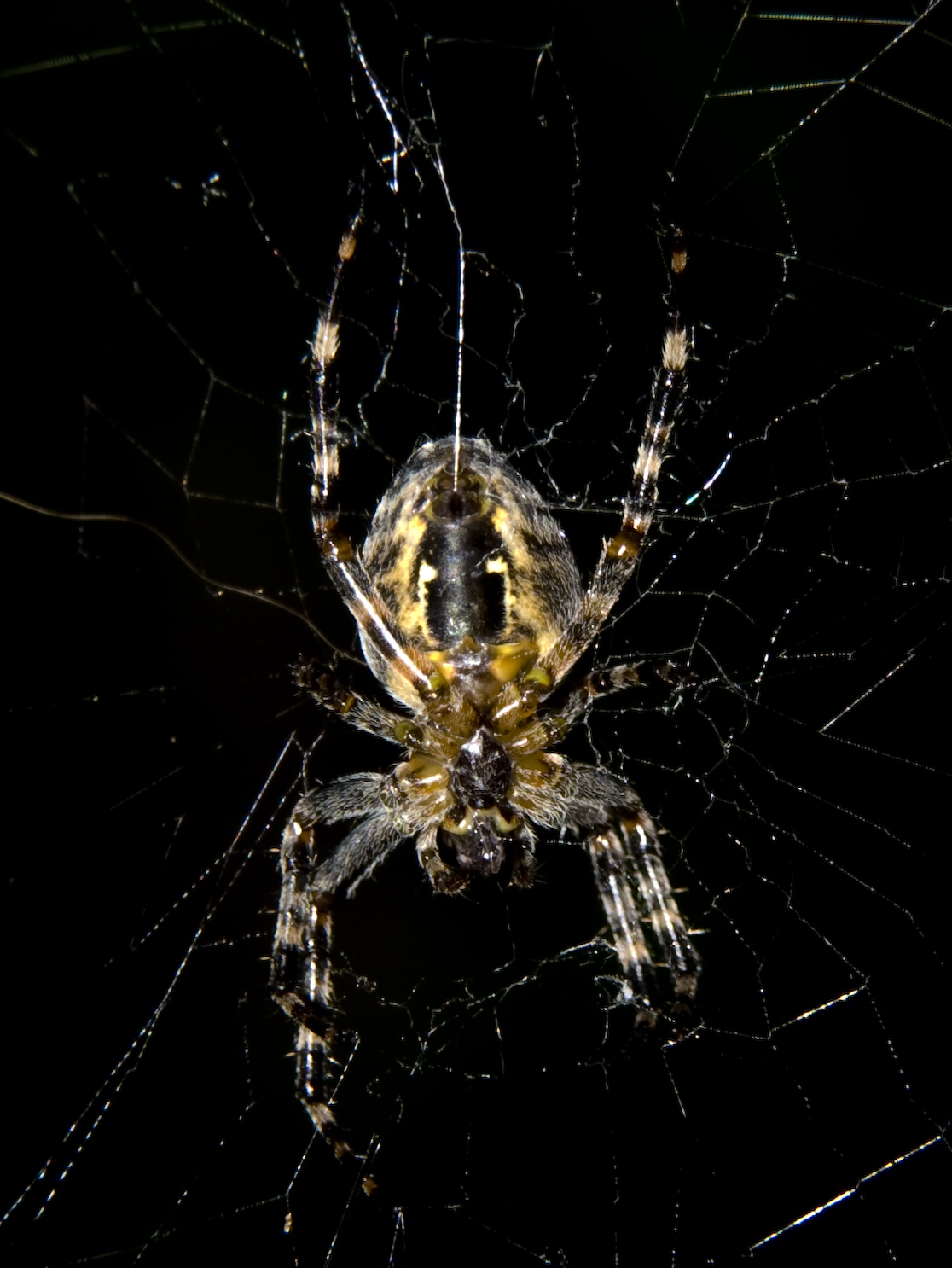 Web Repair