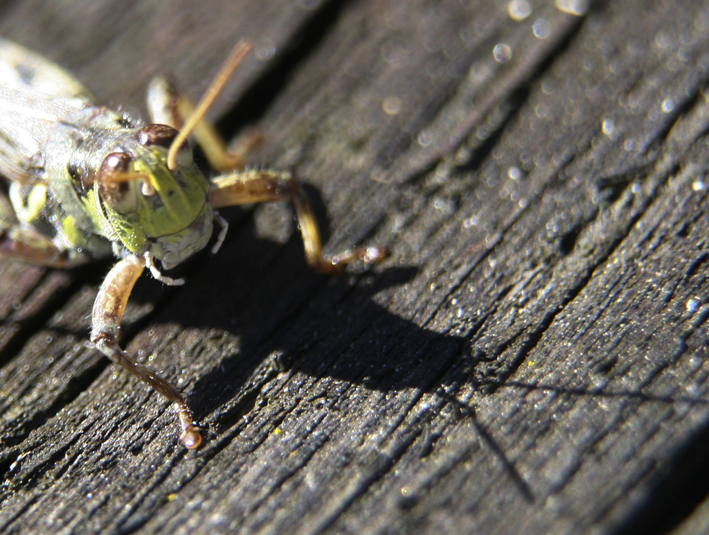 Hopper with Shaddow