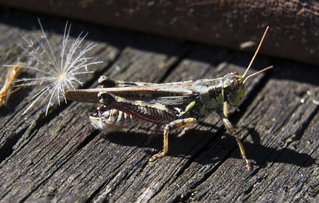 Hopper with Seed