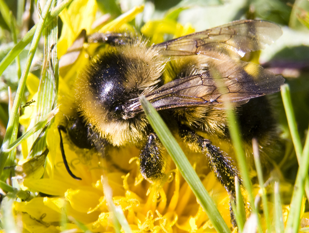 Bzzzzzzzz