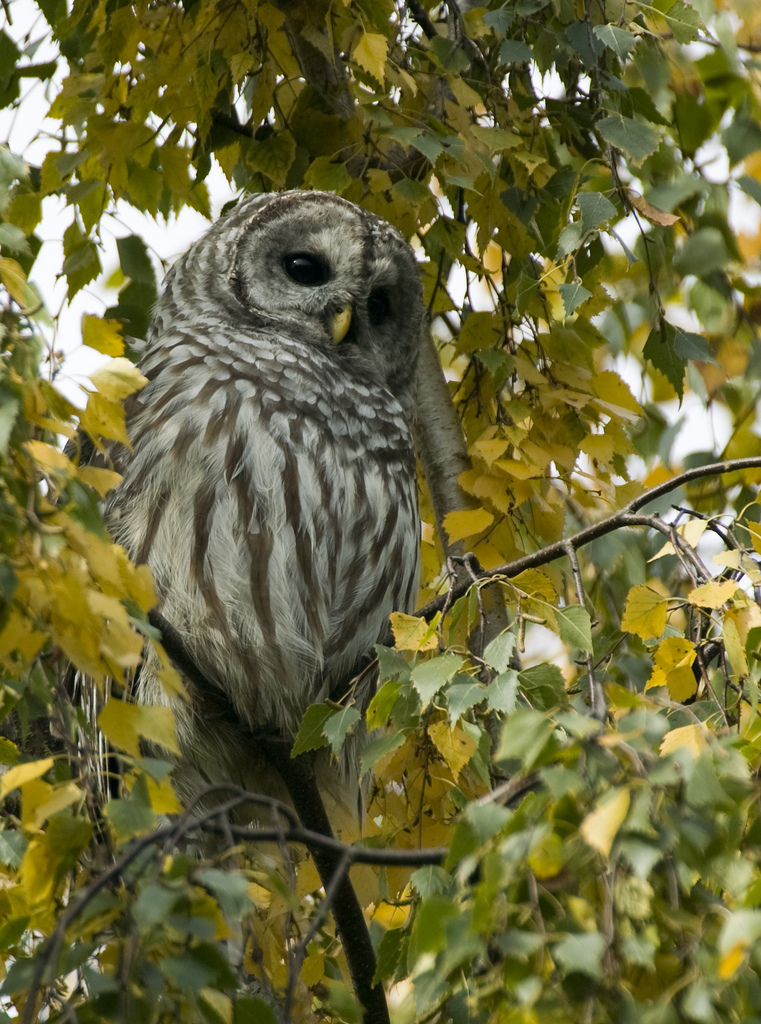 Barred Owl