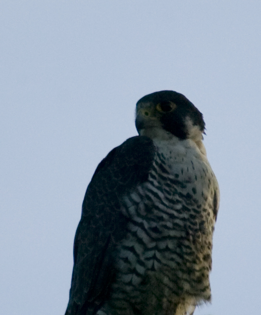 Peregrine Falcon