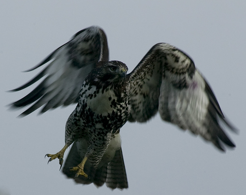 Redtail in Action