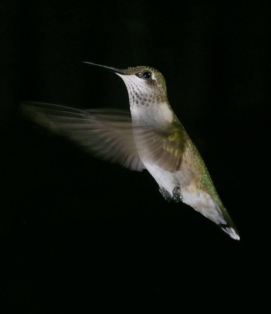 Little Hummer
