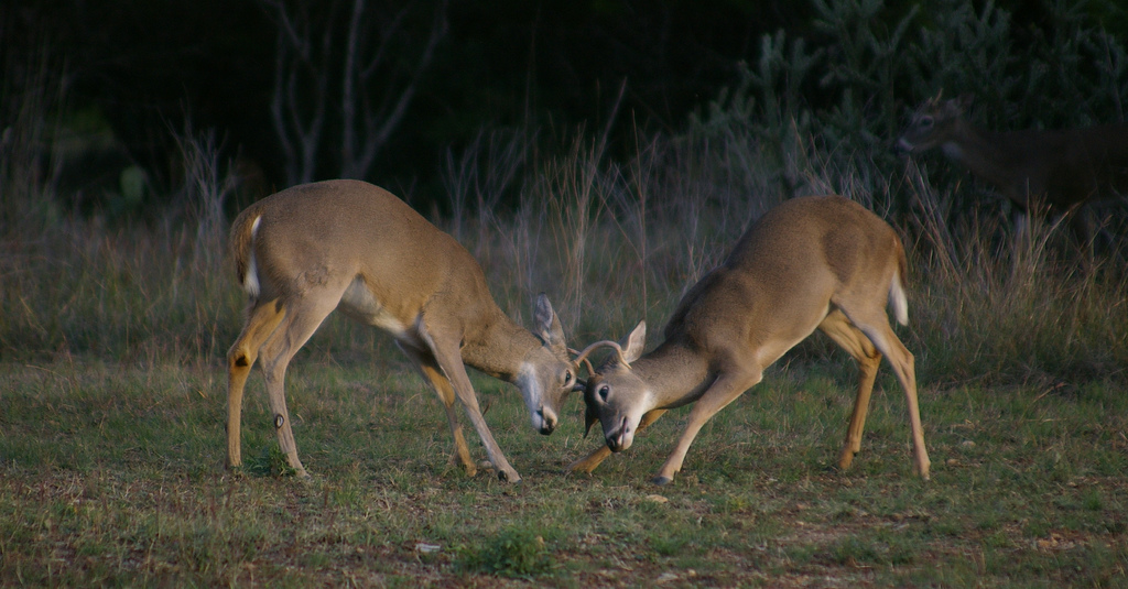 Young Deer Joust