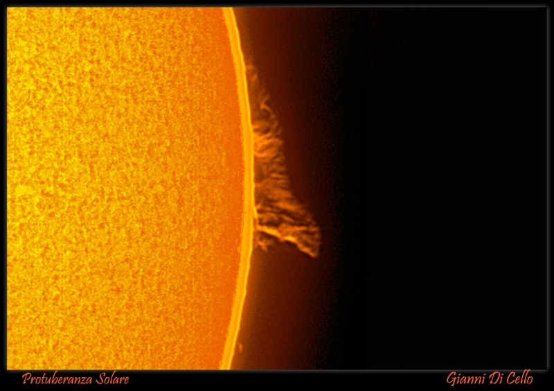 Sole