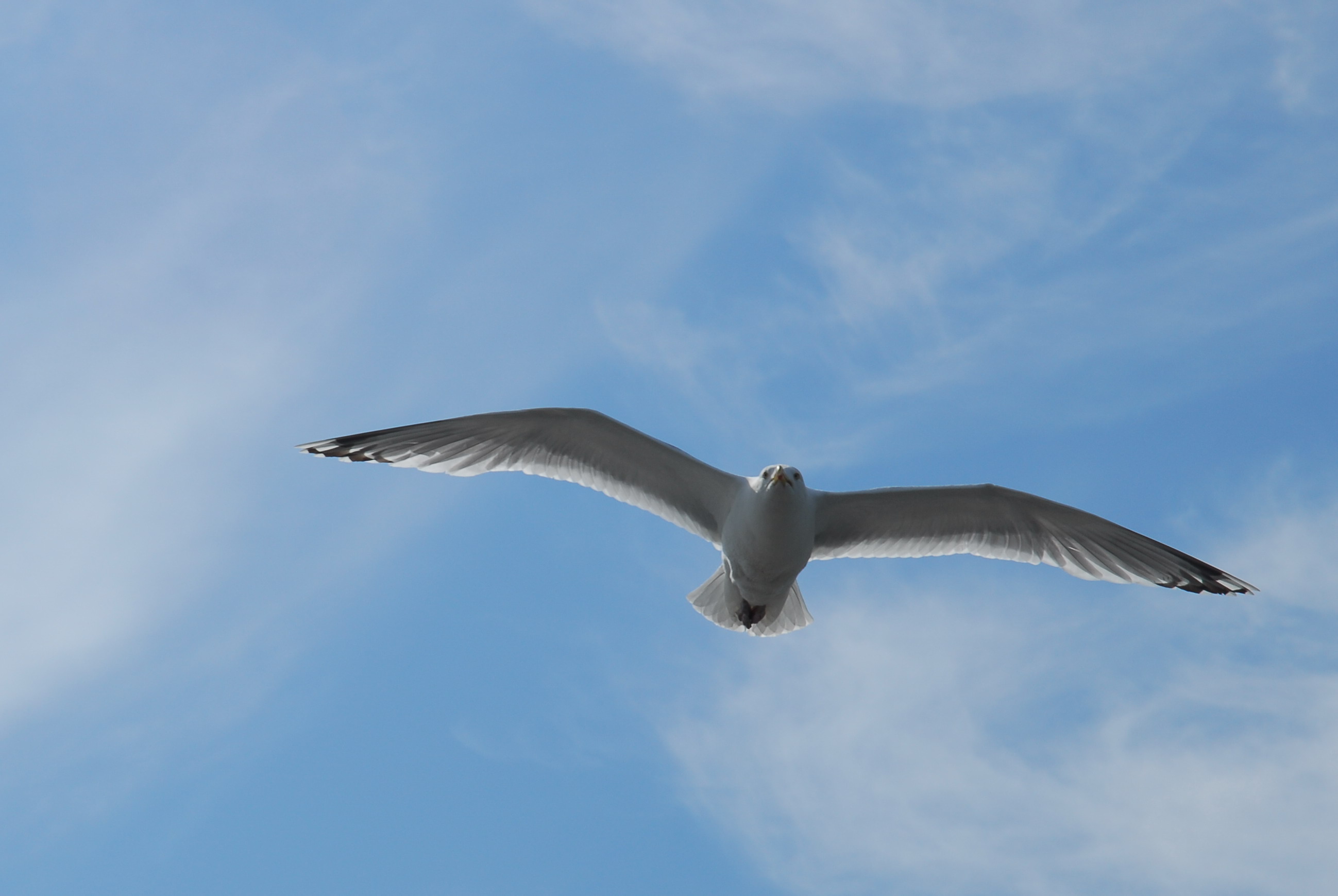 Sea Gull - Llandudno