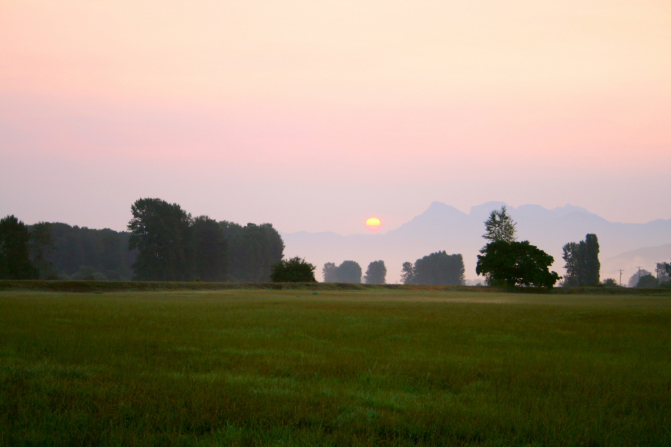 Nicomen Island Morning