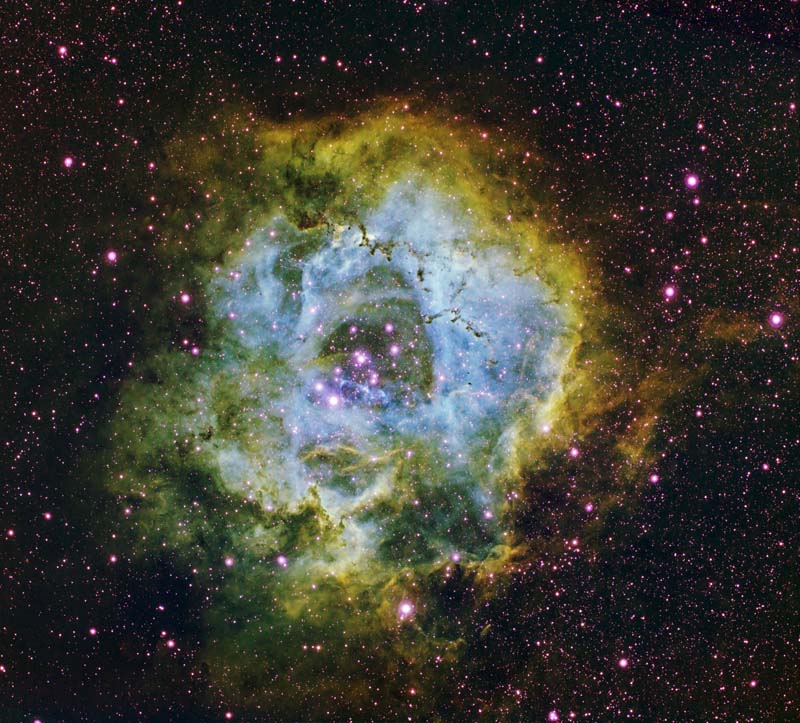 rosette narrowband