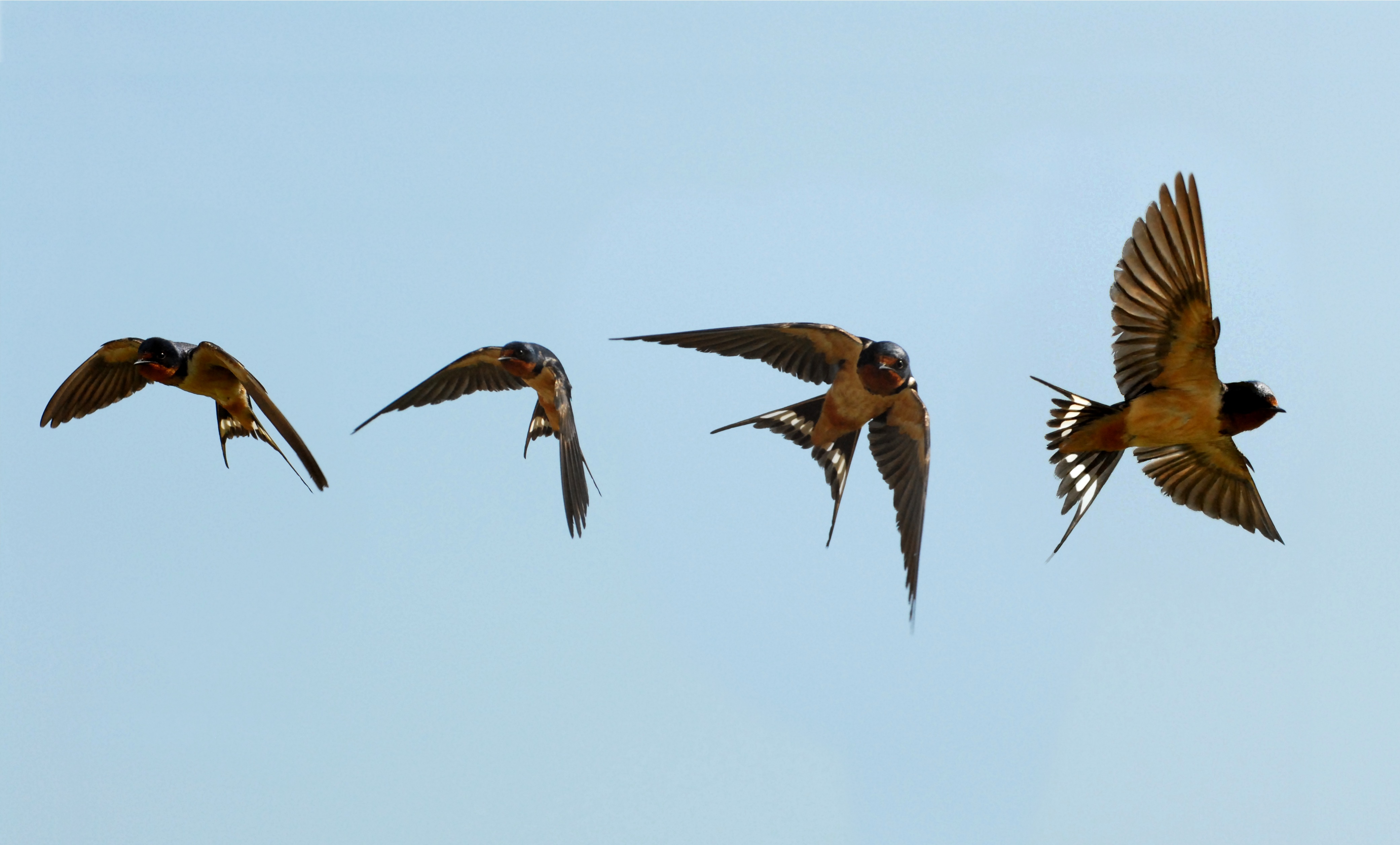 Wheeling Barn Swallow Montage