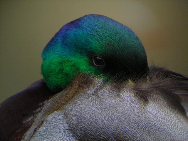 1st Digital Duck