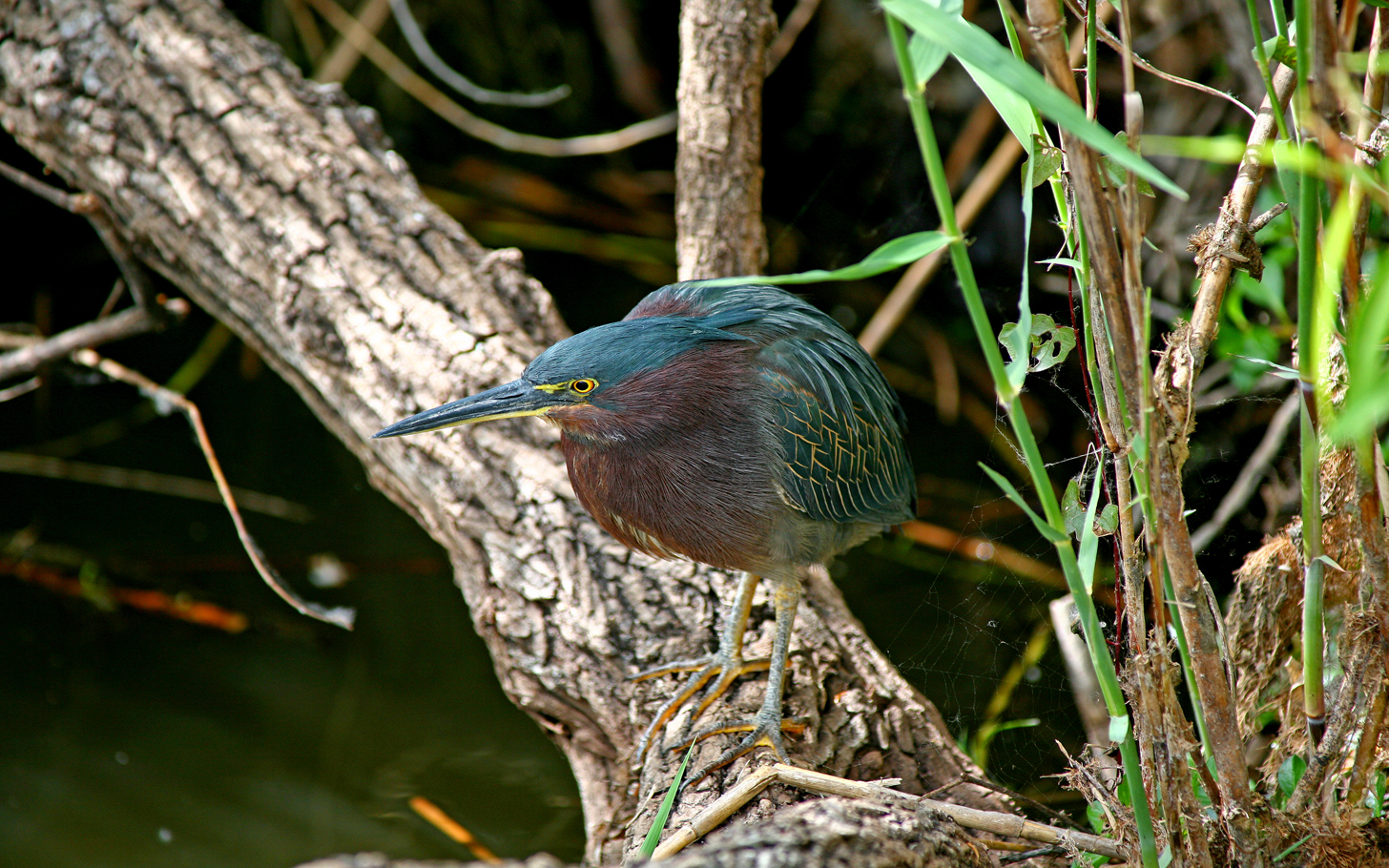 Green Heron