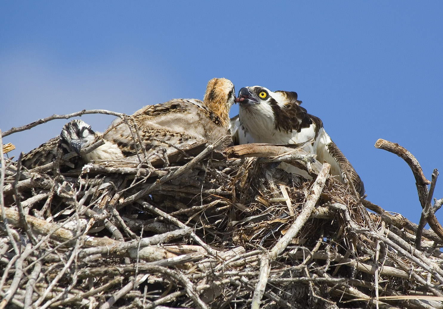 Feeding Time