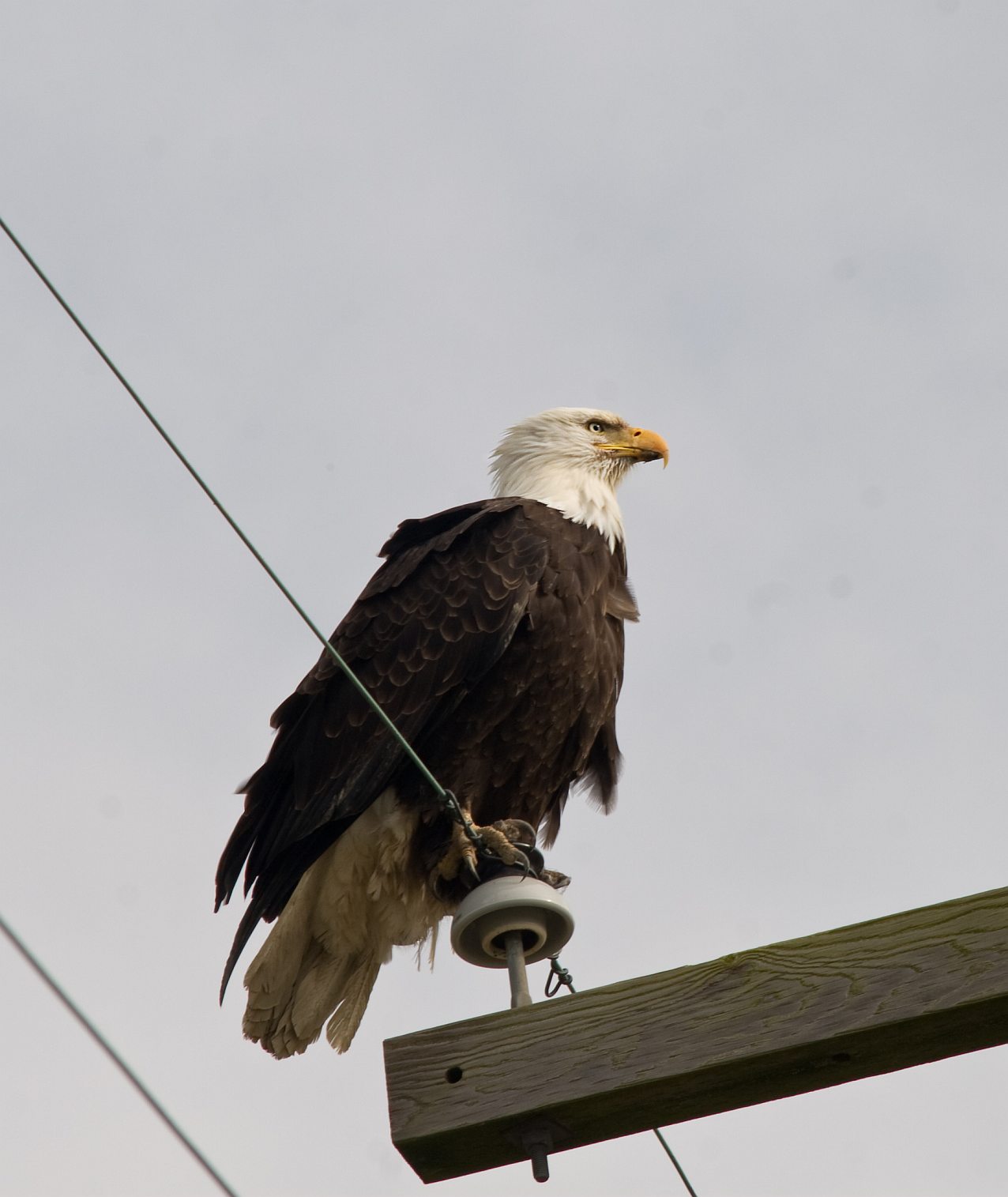 Bald Eagle on pole