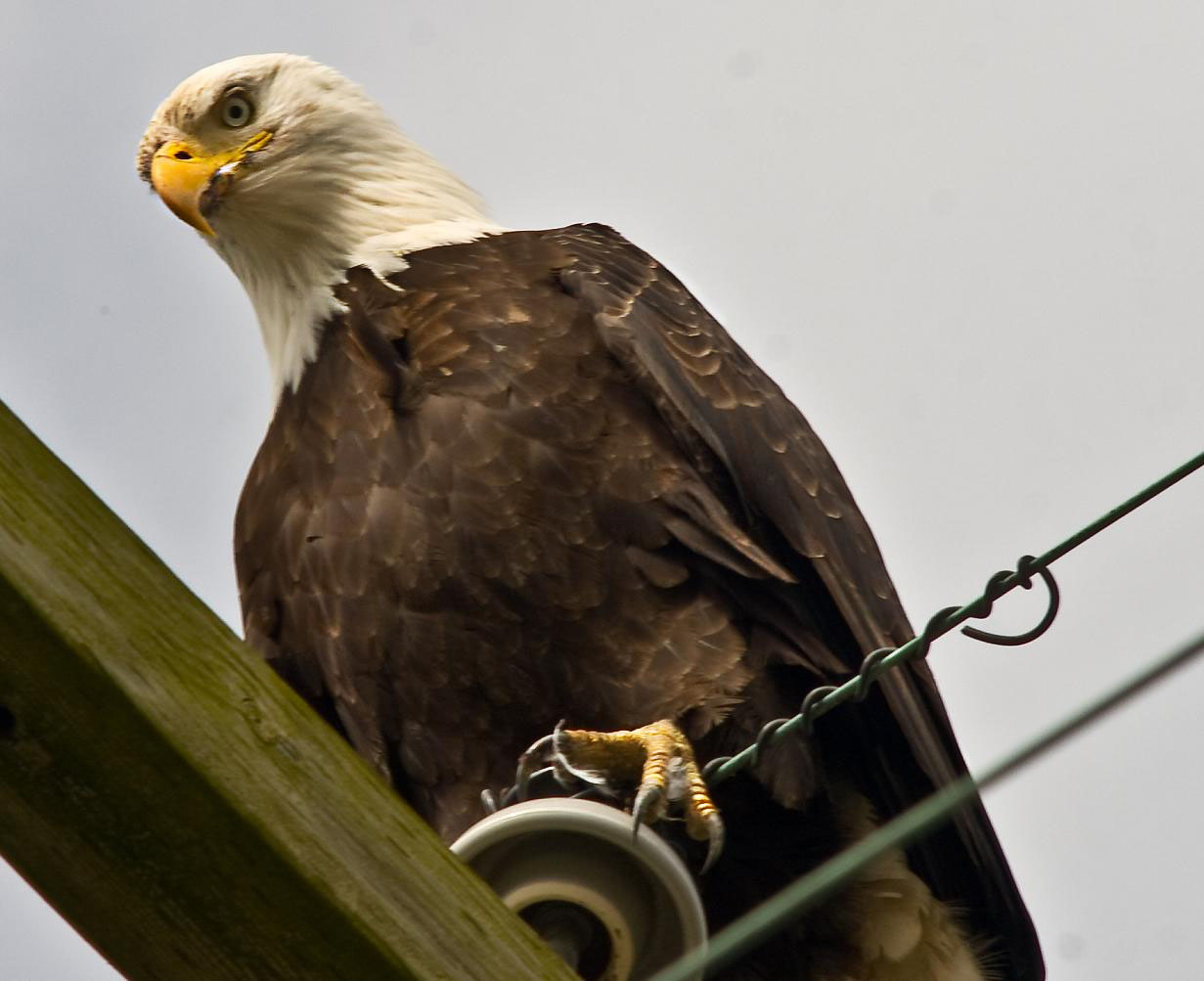 Bald Eagle on pole