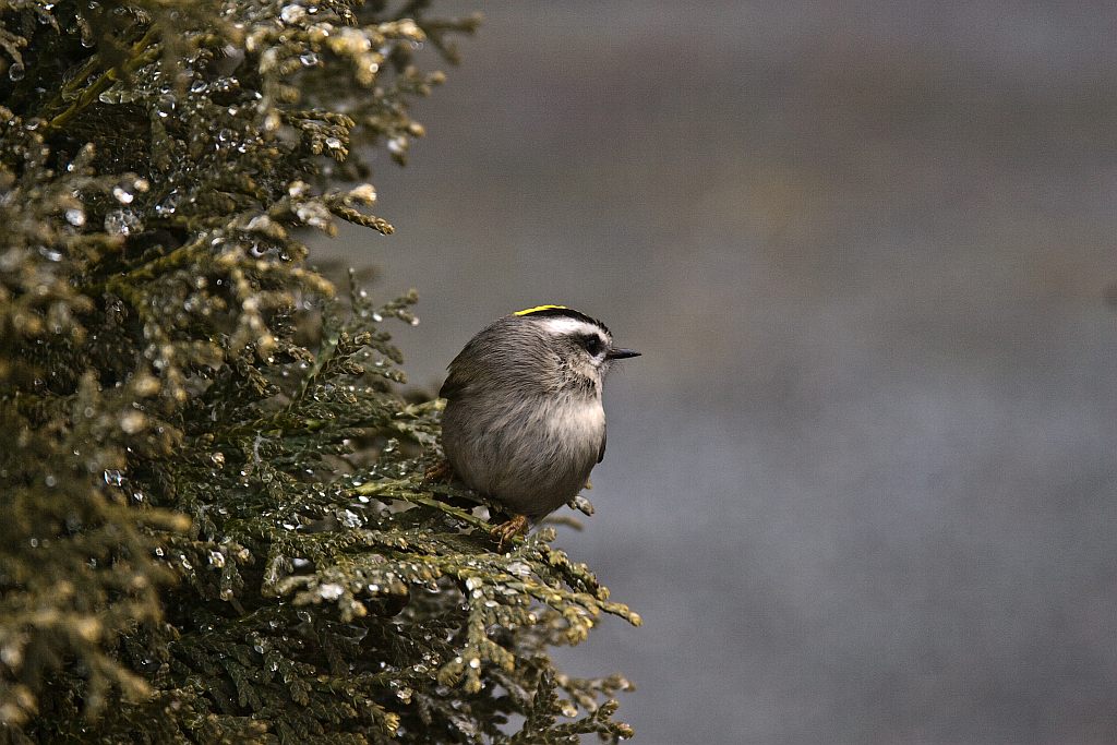 Kinglet