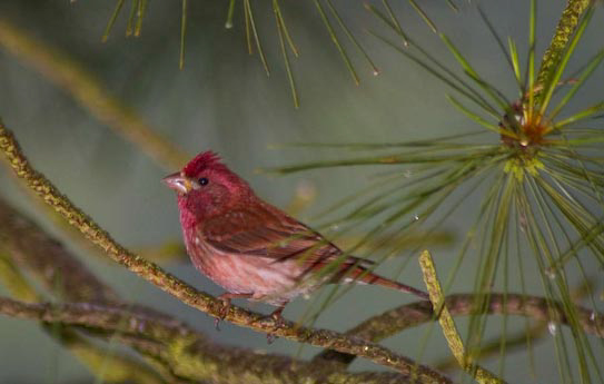 House Finch