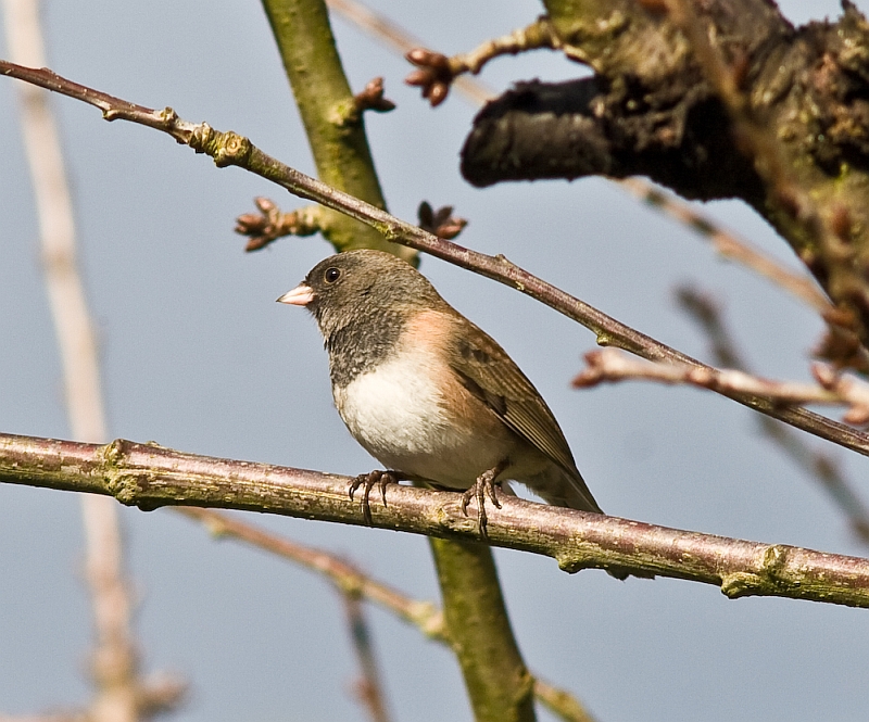 Dark eyed junco