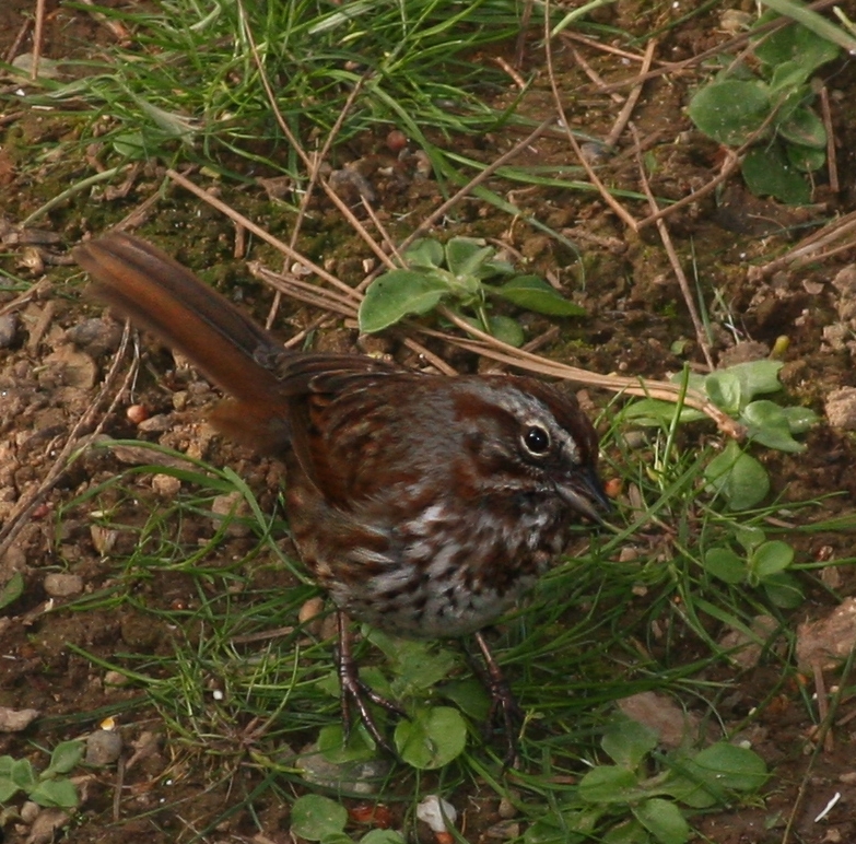 Song sparrow