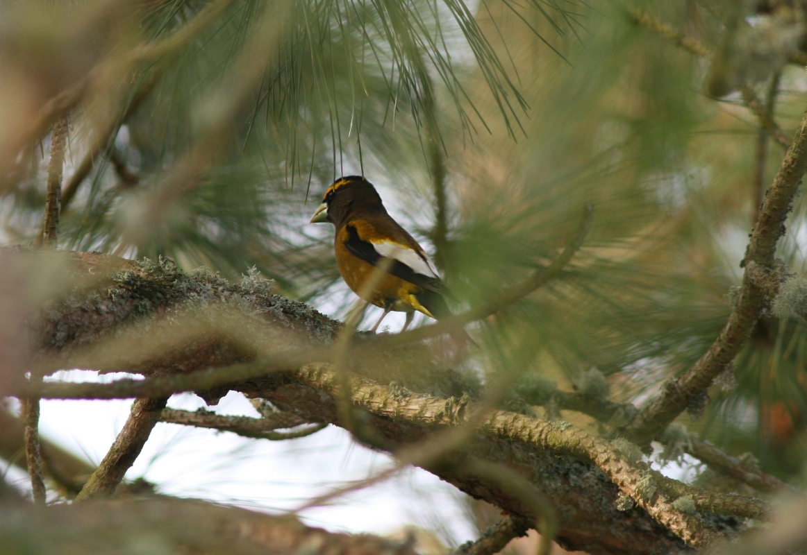 Yellow Finch