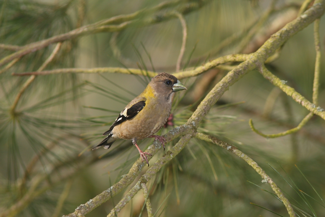 Evening Grosbeak