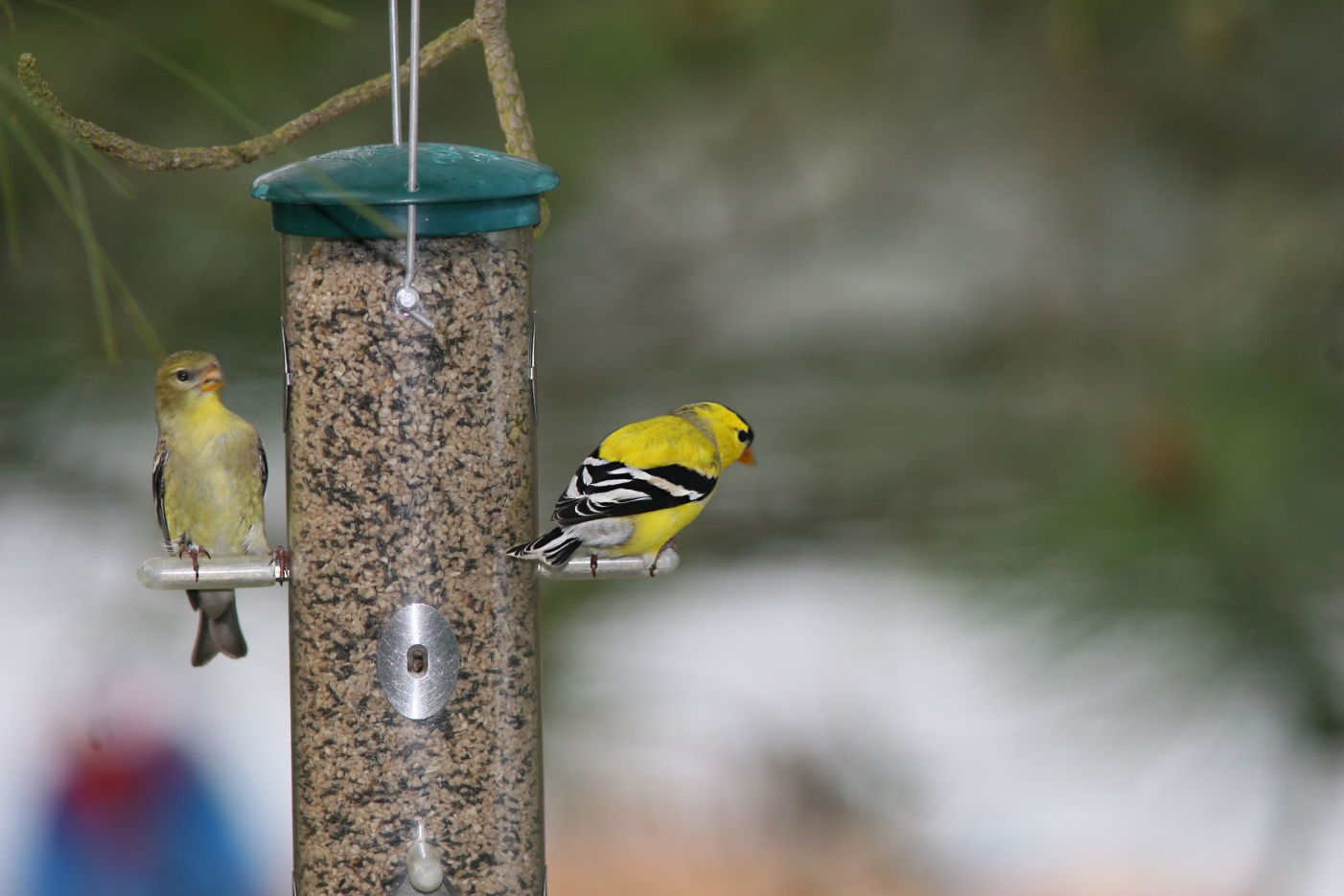 American Goldfinch