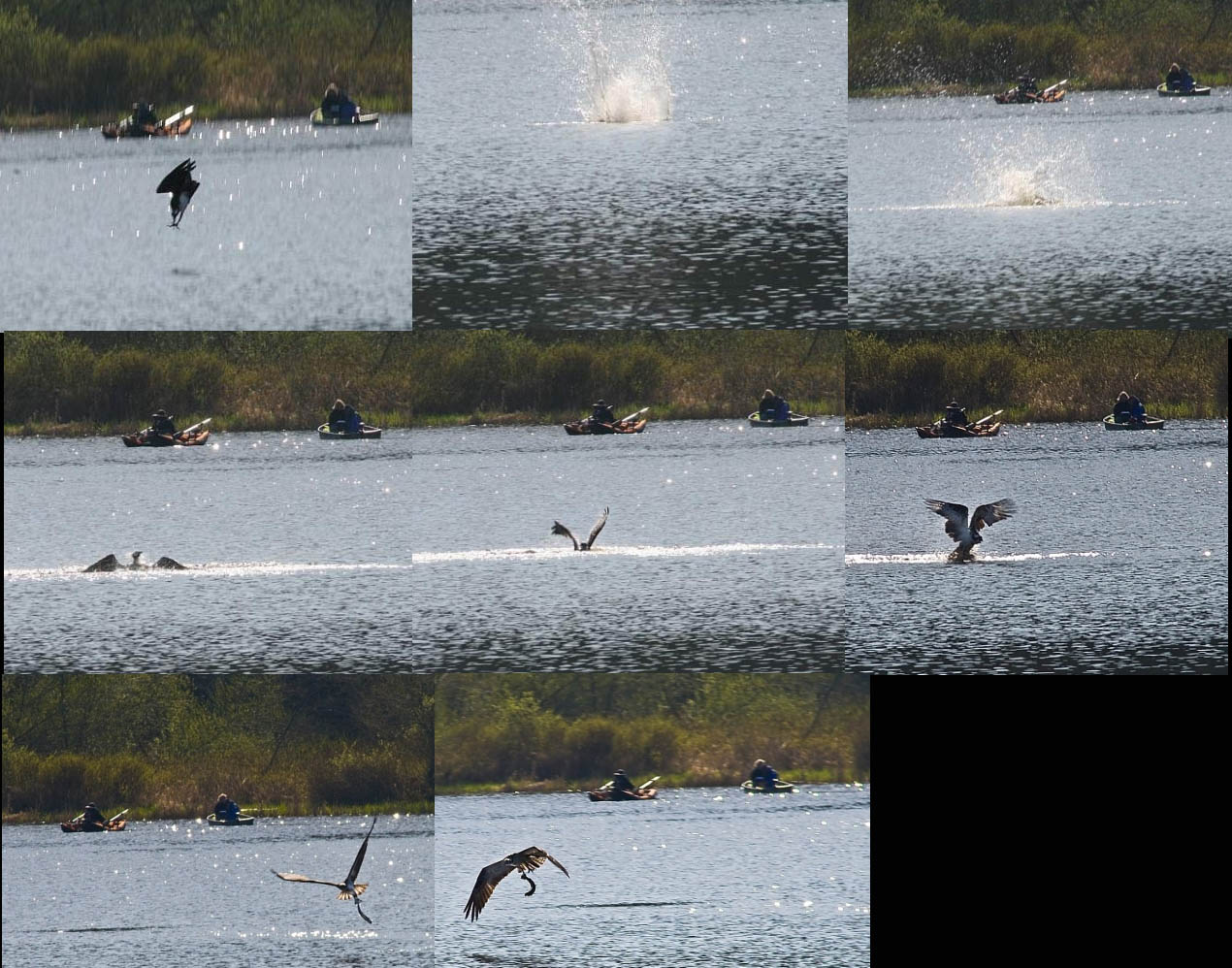 Collage Osprey Dive
