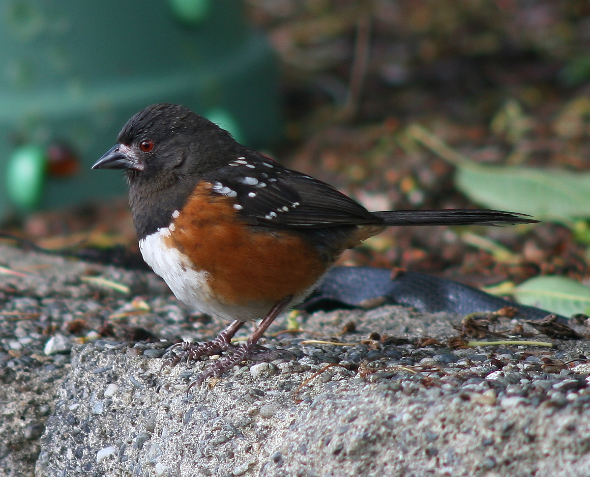 Towhee