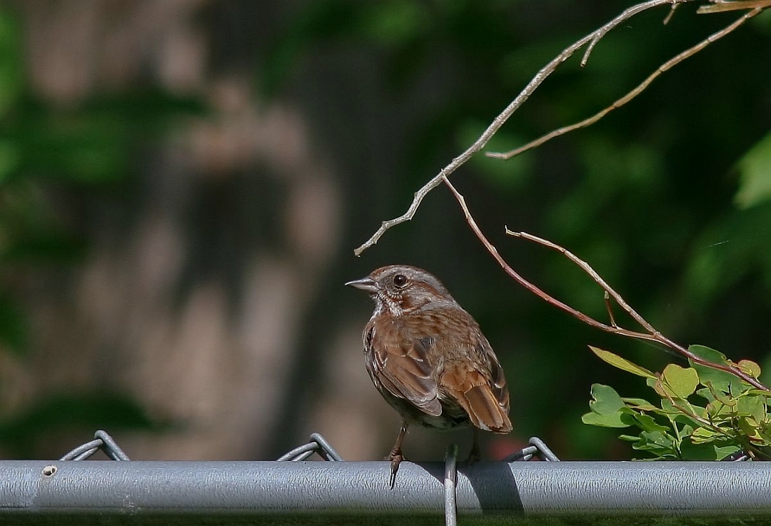 Song Sparrow