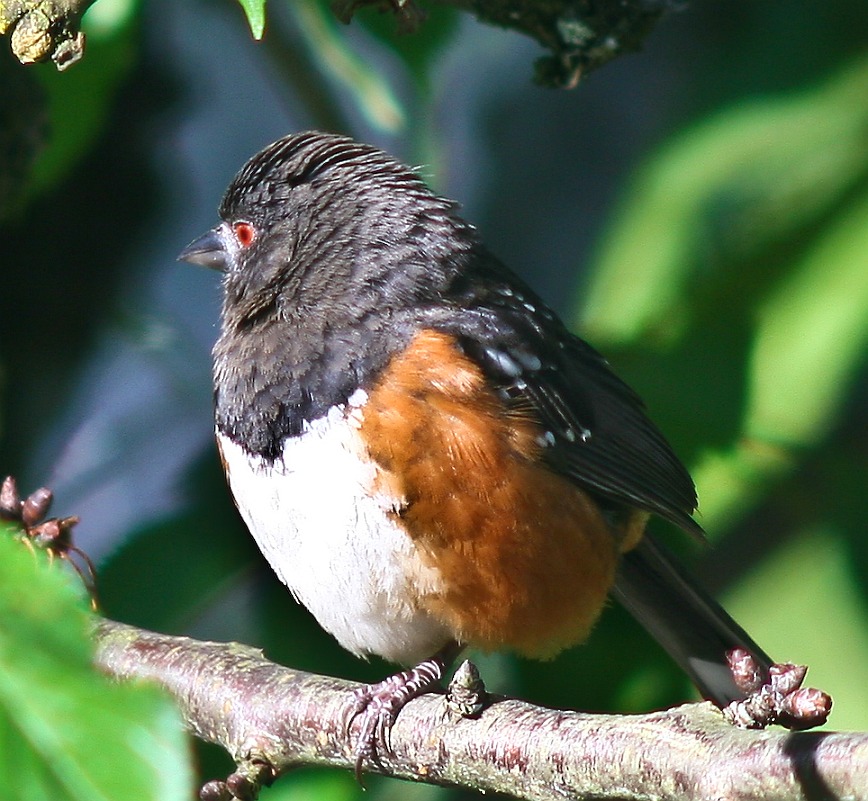 More Towhees