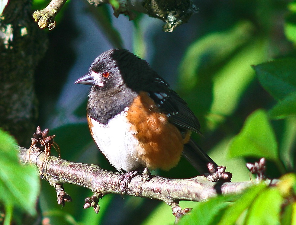 Towhee