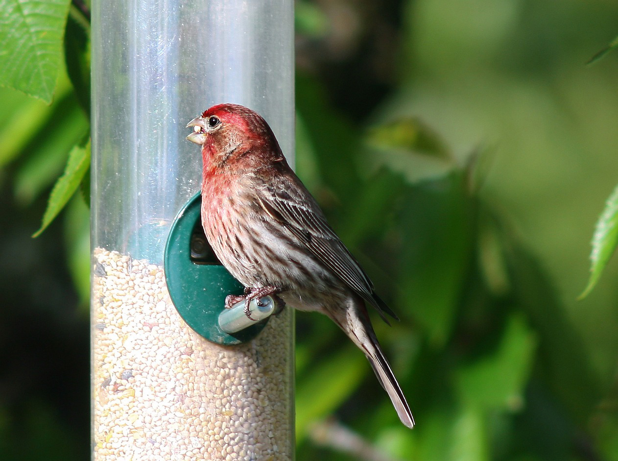 Red Finch