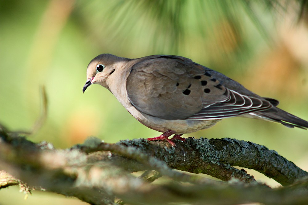 Mourning Dove