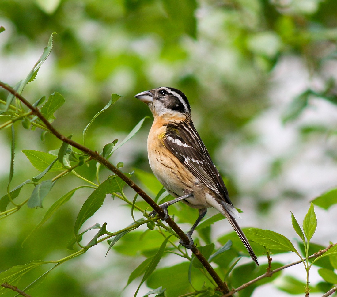 Black headed Grosbeak