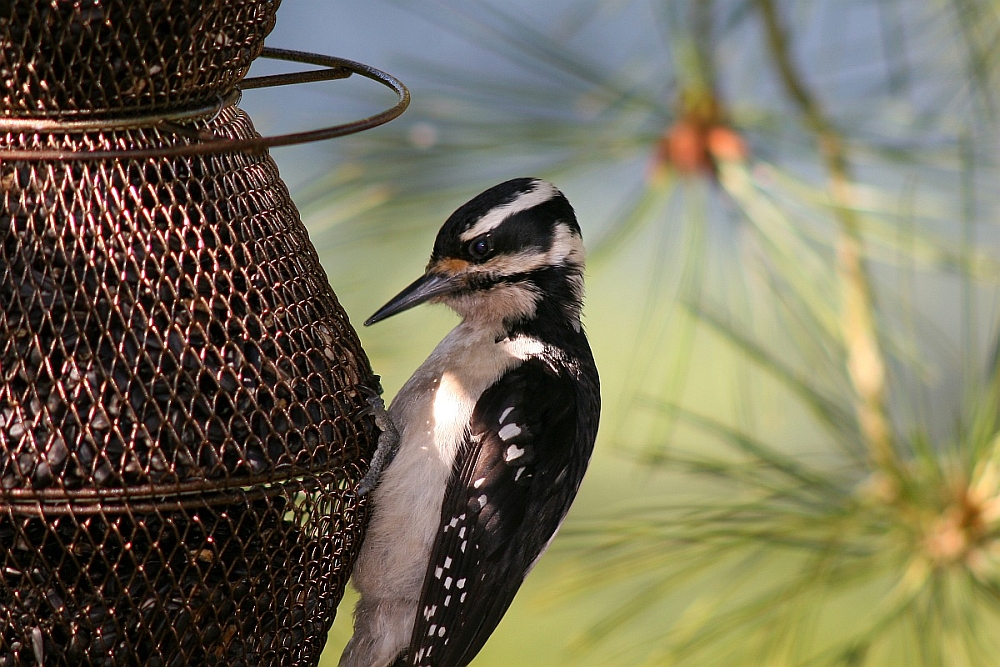 Hairy Woodpecker