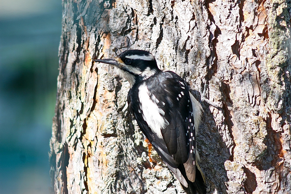 Hairy Woodpecker