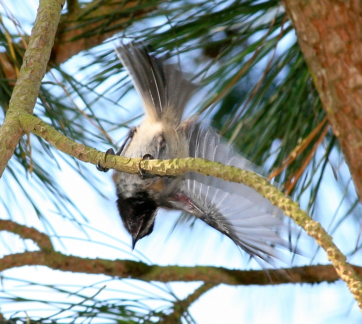 Chickadees,black capped.