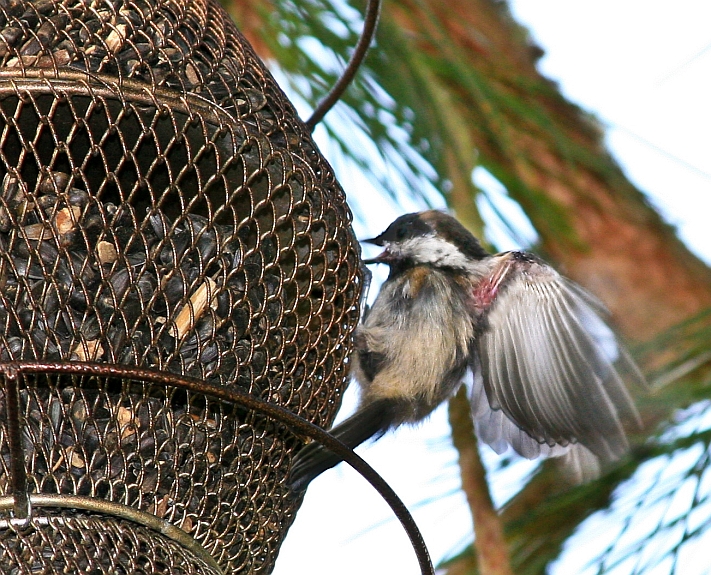 Chickadees,black capped.