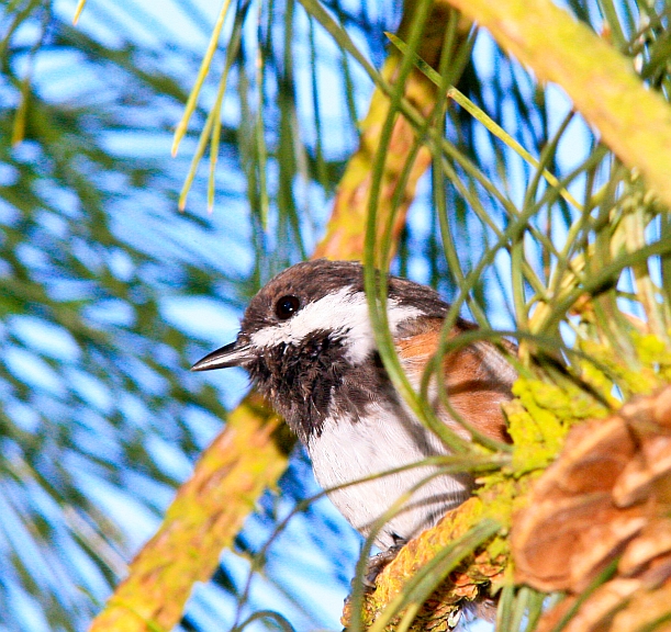 Chickadees,black capped.